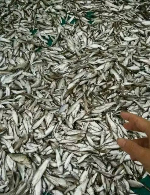 发酵小杂鱼或鱼下脚料成优质蛋白饲料，一年能省下很多饲料费