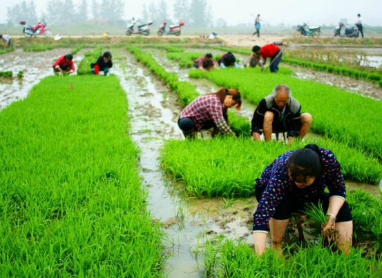 全球粮食自给率排名，法国第1美国第5，中国难道没有上榜？