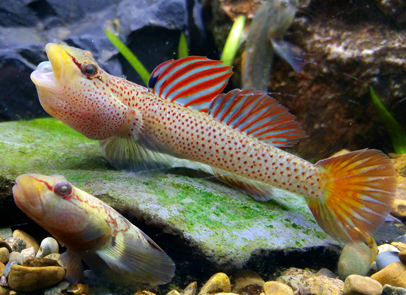 虾虎鱼：鱼小种类多，鱼类中的最大家族