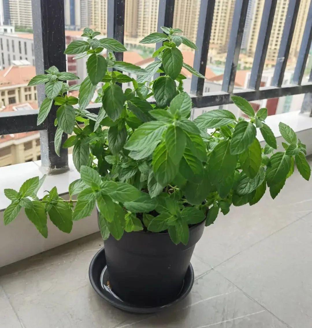 卧室适合放什么花（卧室养这4种花养人养身心）