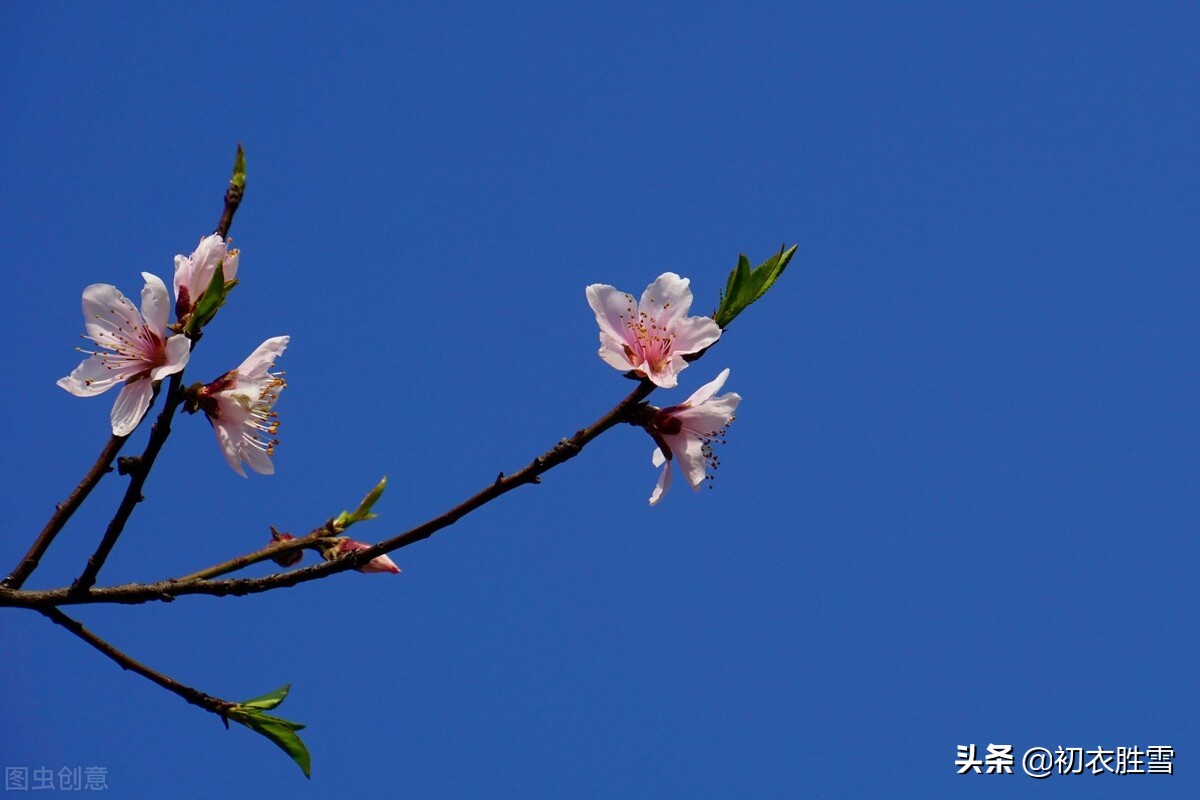 古诗词里的冬月花开五首：冬月梅花斗雪新，菜子花黄带雨新