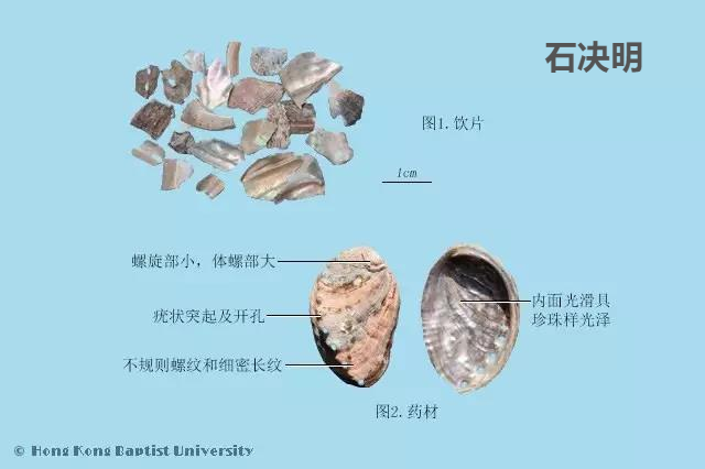 石决明的功效与作用（石决明的产地和主治病证）