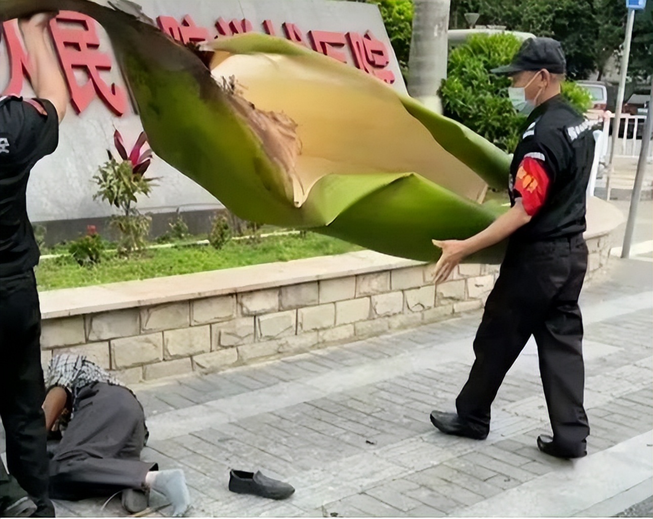 据知情人透露,砸伤路人的元凶是大王椰子树的叶柄,重达几十斤.