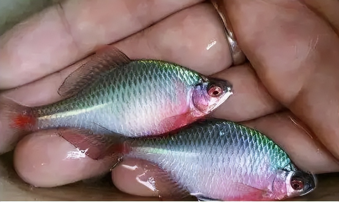 都有分布,它在民间也叫四方鱼,苦扁丝,镜鱼,彩园儿,刀片鱼,菜刀鱼等等