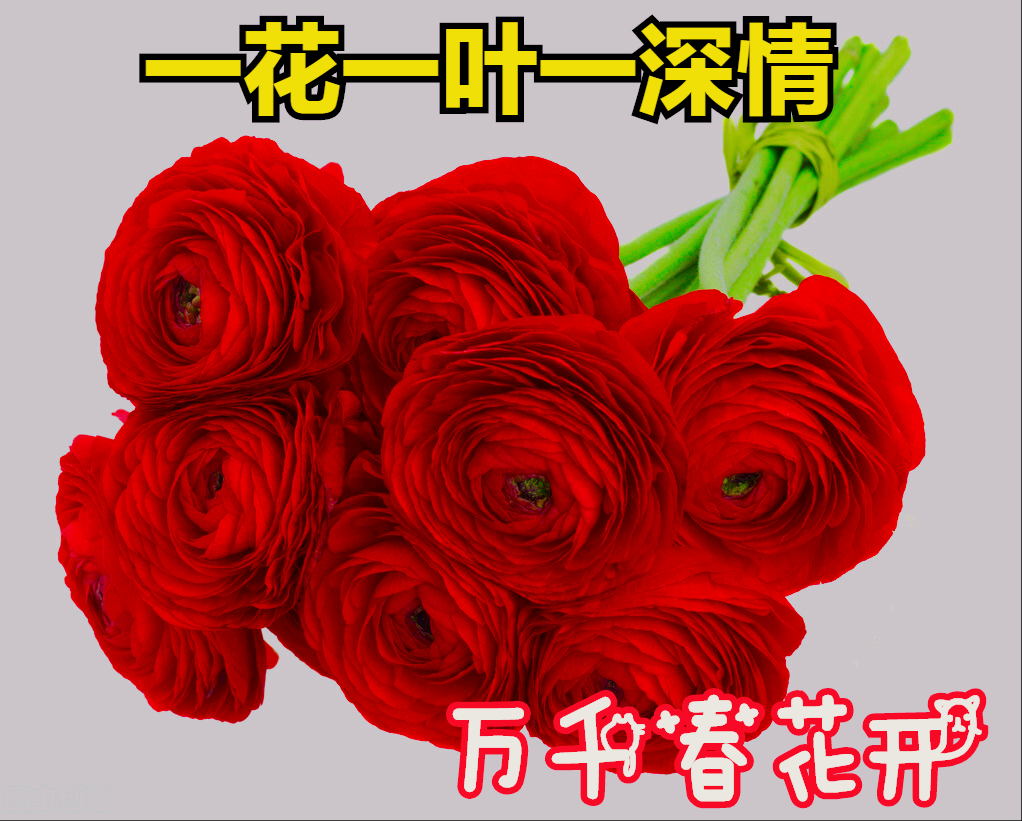 一花一叶皆含情，茶花静绽岁月深