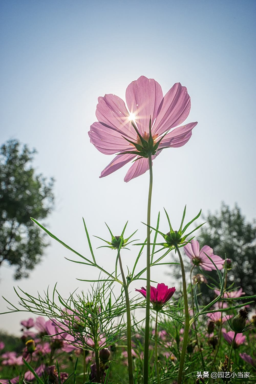 格桑花和波斯菊的区别（一文详解两种花的不同）