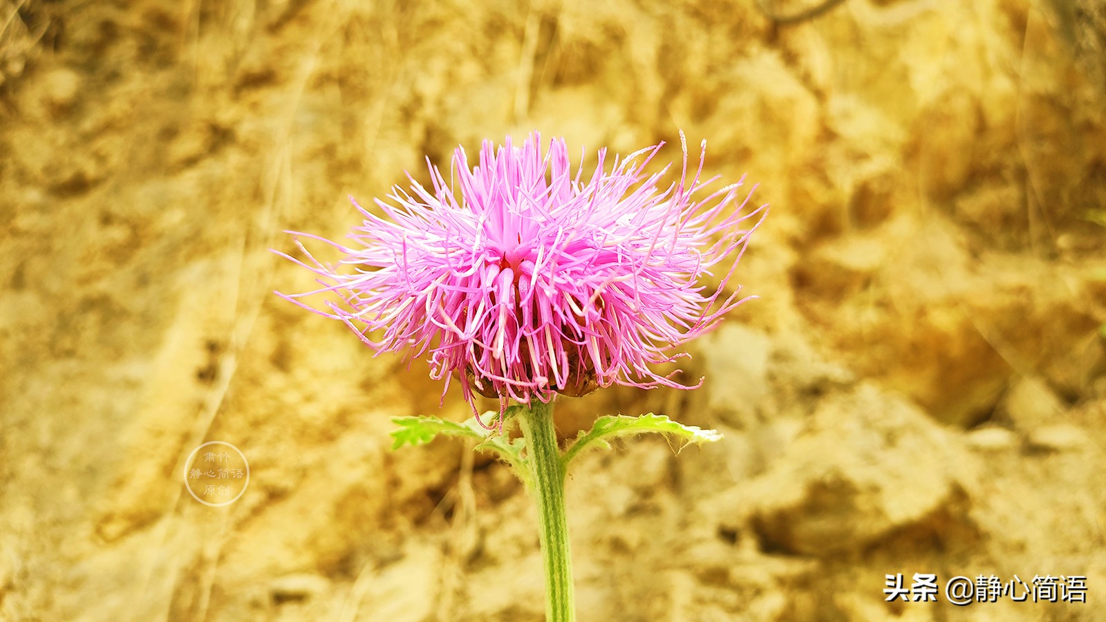 与世无争很难,木秀于林,风必摧之