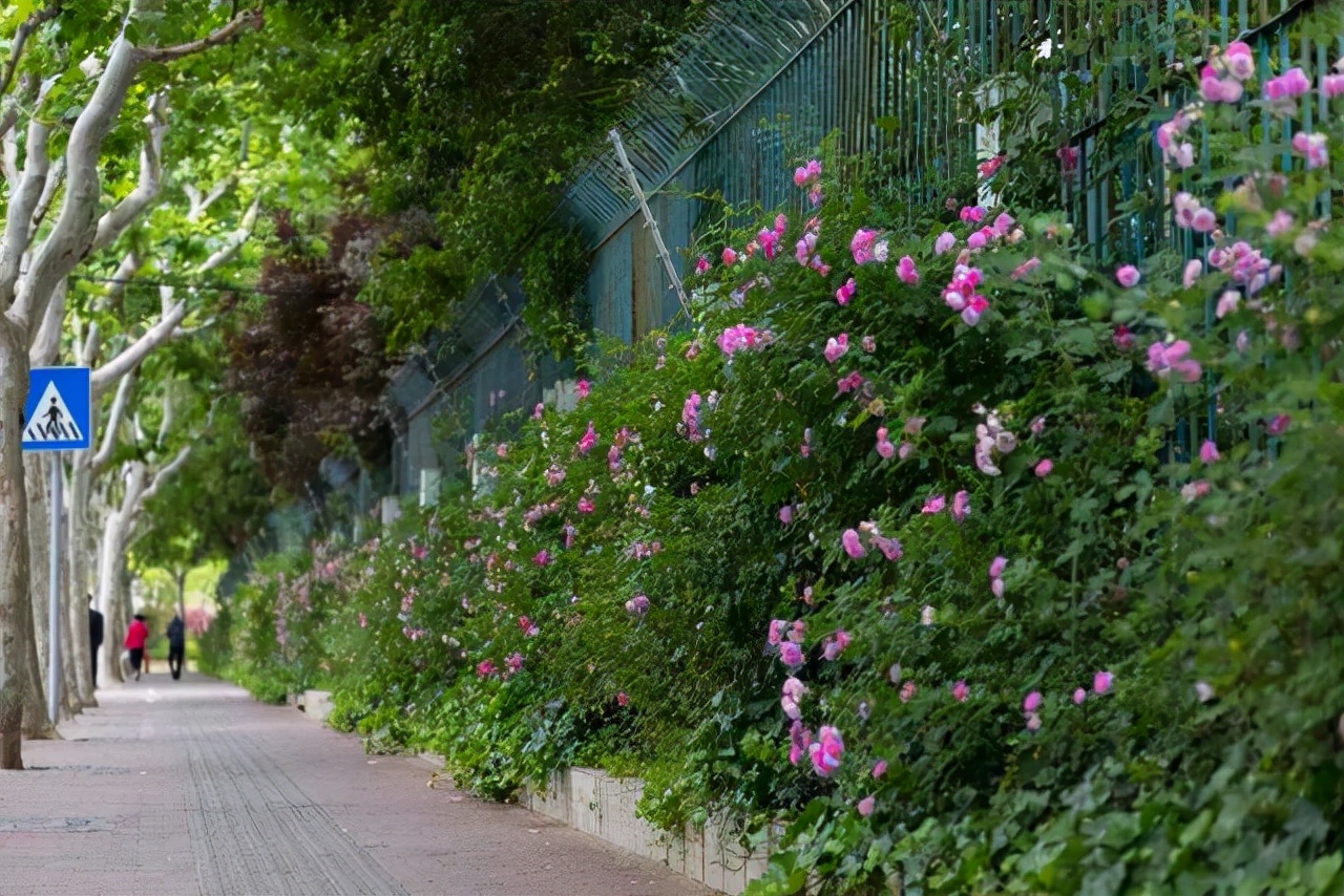 “紫藤挂云木，花蔓宜阳春”，藤蔓之美，美到心醉，网友：迷上了