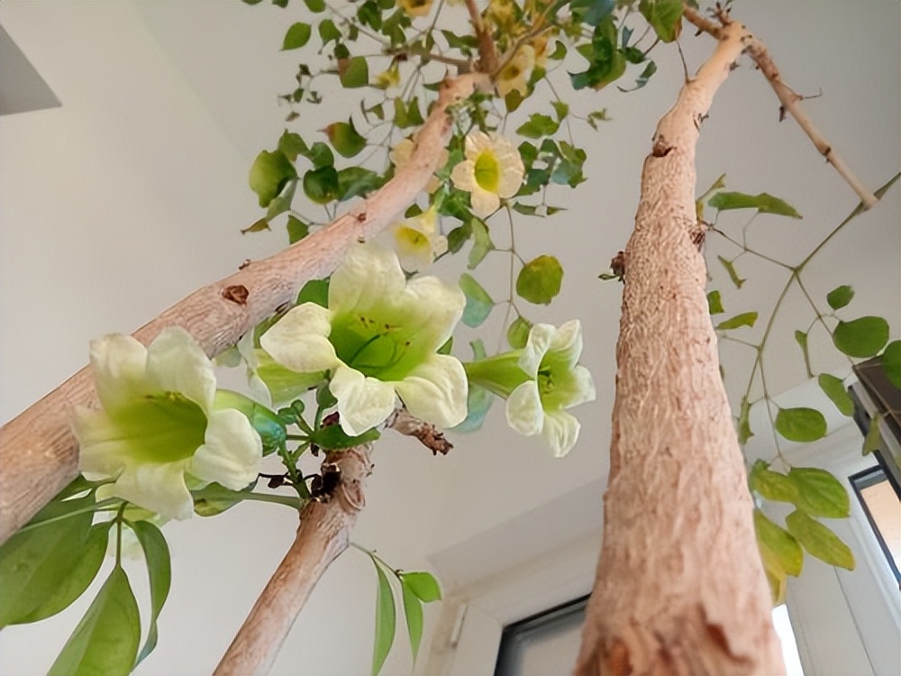 客厅养花“讲究大”，别随便，这6种，贵气不俗，养人旺家