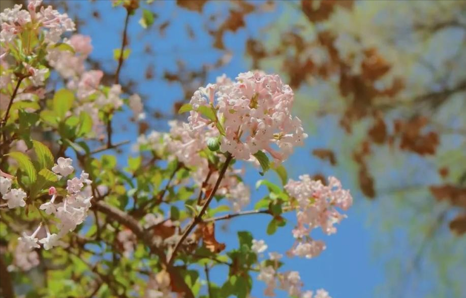 多图预警！兰大最美“校花”心动来袭，颜值超高，简直太惊艳！