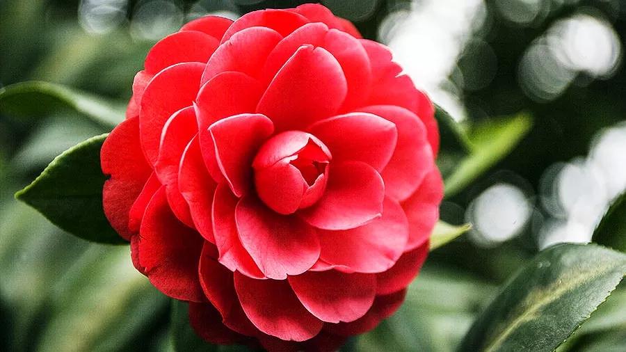 爱花如你，知道中国的十大名花都是哪些吗？