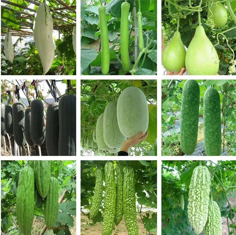 糖尿病友夏天可以多吃这几种瓜,有助控糖