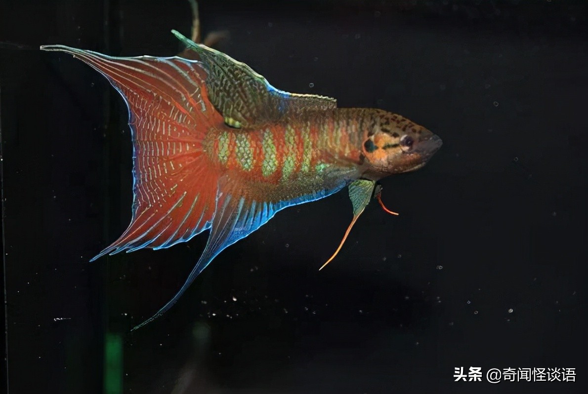 十大养不死的观赏鱼冷水鱼 中国斗鱼上榜，第三已有1700多年历史