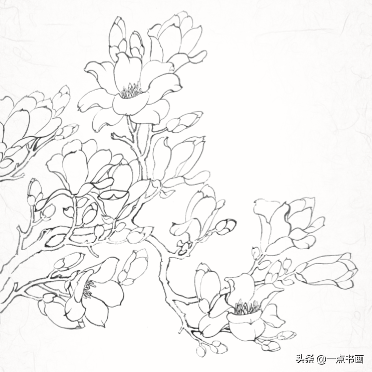 白描玉兰花与桃花画法，简单易上手