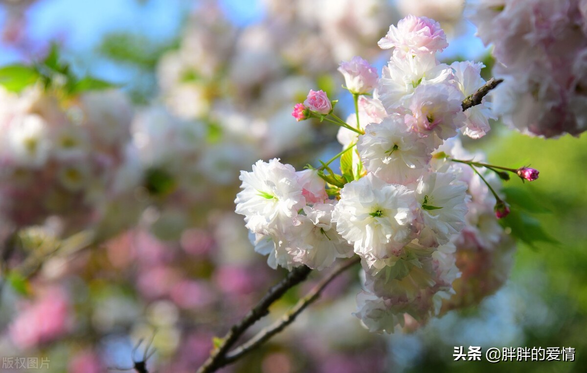 花开有时，花落有时；永不假设，永不强求，顺其自然