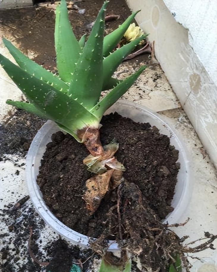 养盆大芦荟,就像"小药箱",掰个叶子抹抹脸,又白又漂亮