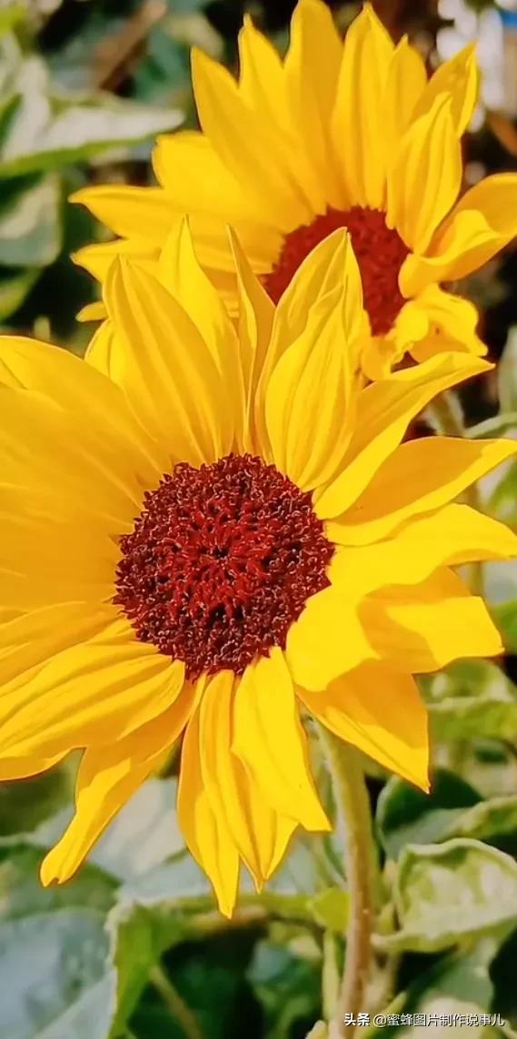 壁纸美图,心有阳光,一路鲜花盛开