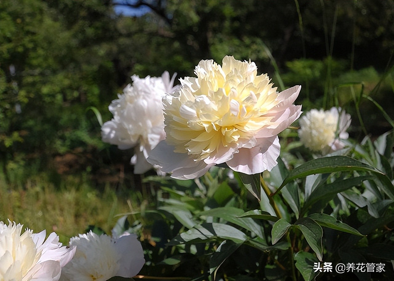 芍藥和牡丹的區別在哪裡牡丹和芍藥的五大區別