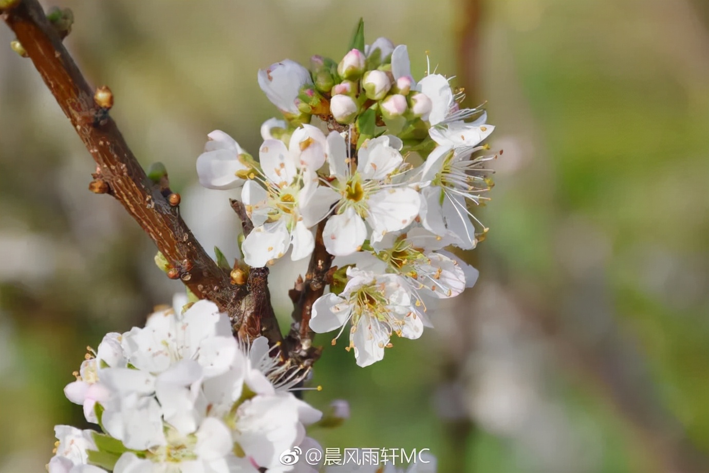 陌上花开春正美，跟着赏花地图“趣”打卡！