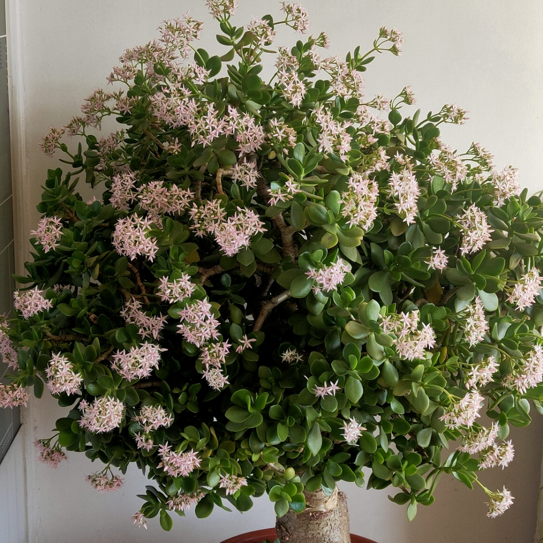 室内植物大全（40款超治愈的家居绿植介绍）