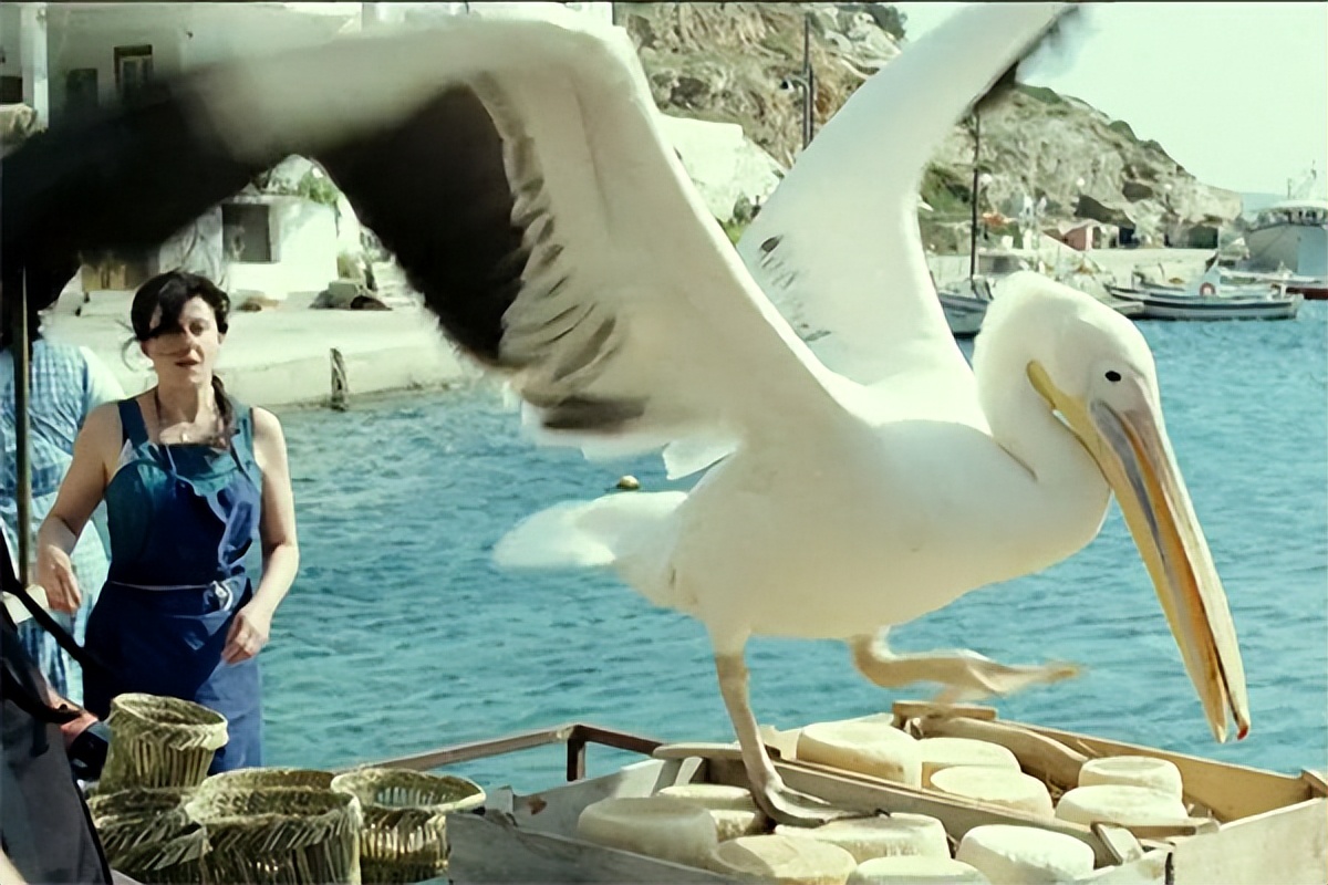 读碟 | 男孩与鹈鹕