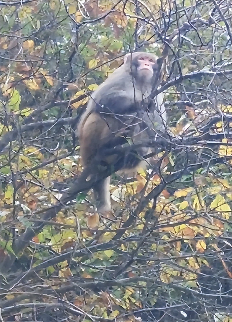 甘肃秦州区李子园：发现野生猕猴，多次&ldquo;拜访&rdquo;村民家