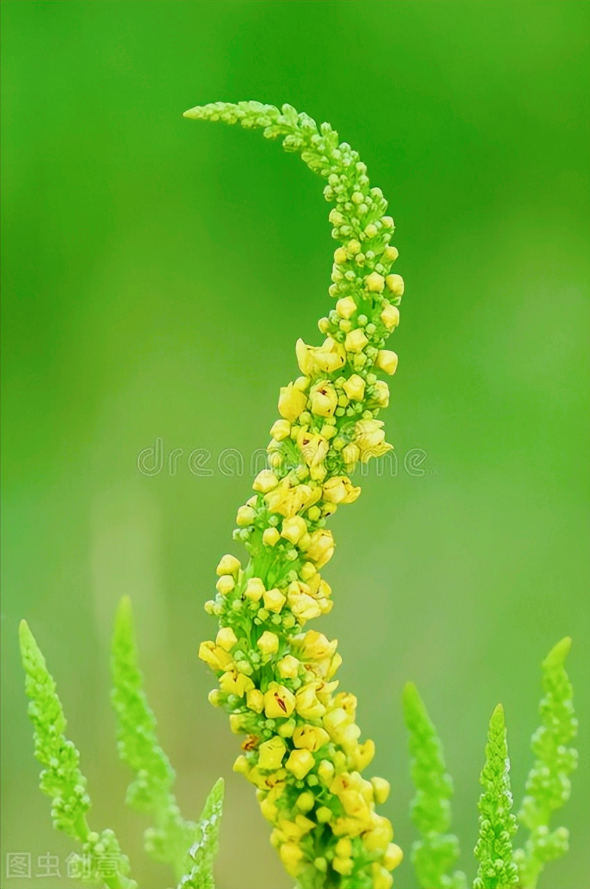 一花一世界，一笑一人生，笑看花开，心情愉悦，赏花悦草一路芬芳