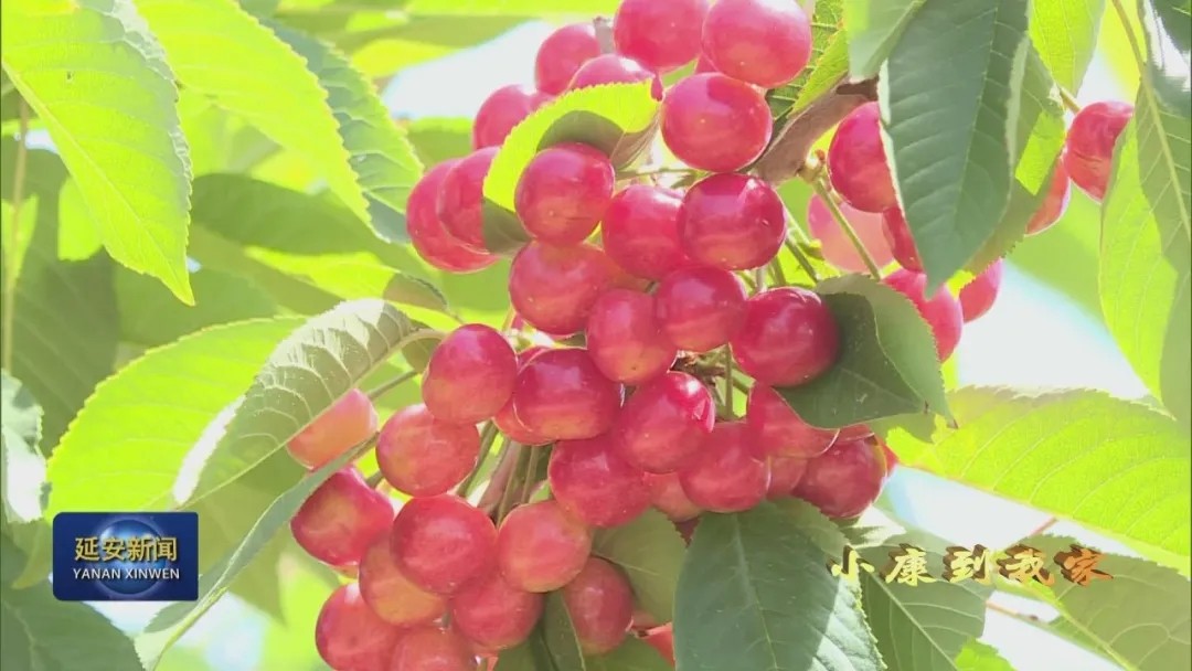 延安果农李小刚：做新型职业农民 过幸福小康生活