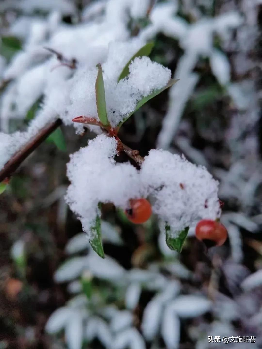 好大的雪旺苍今天的雪景刷爆了朋友圈快看看有没有你的图片