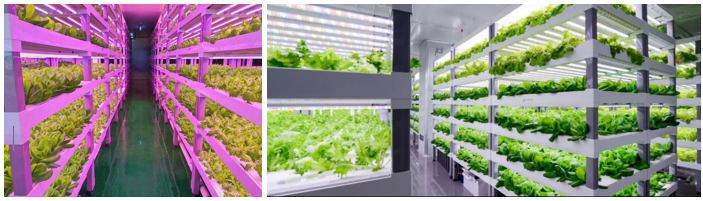 与万喜红对话：天电光电，开创LED照明科技新视界