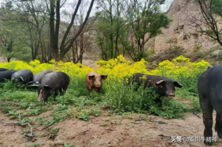打破洋品种垄断，中国黑猪优势显现，肉吃起来就是香