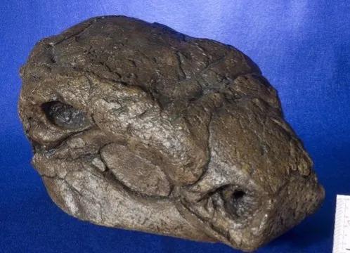 1,胄甲龙的化石16胄甲龙最早的一批化石出土于美国的蒙大拿州亚伯达