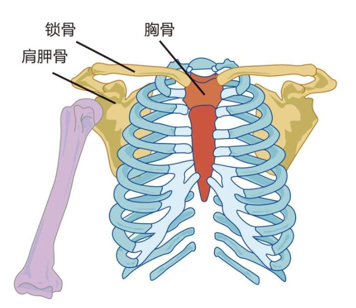 头颈肩关系如何画好？板绘头颈肩关系画法