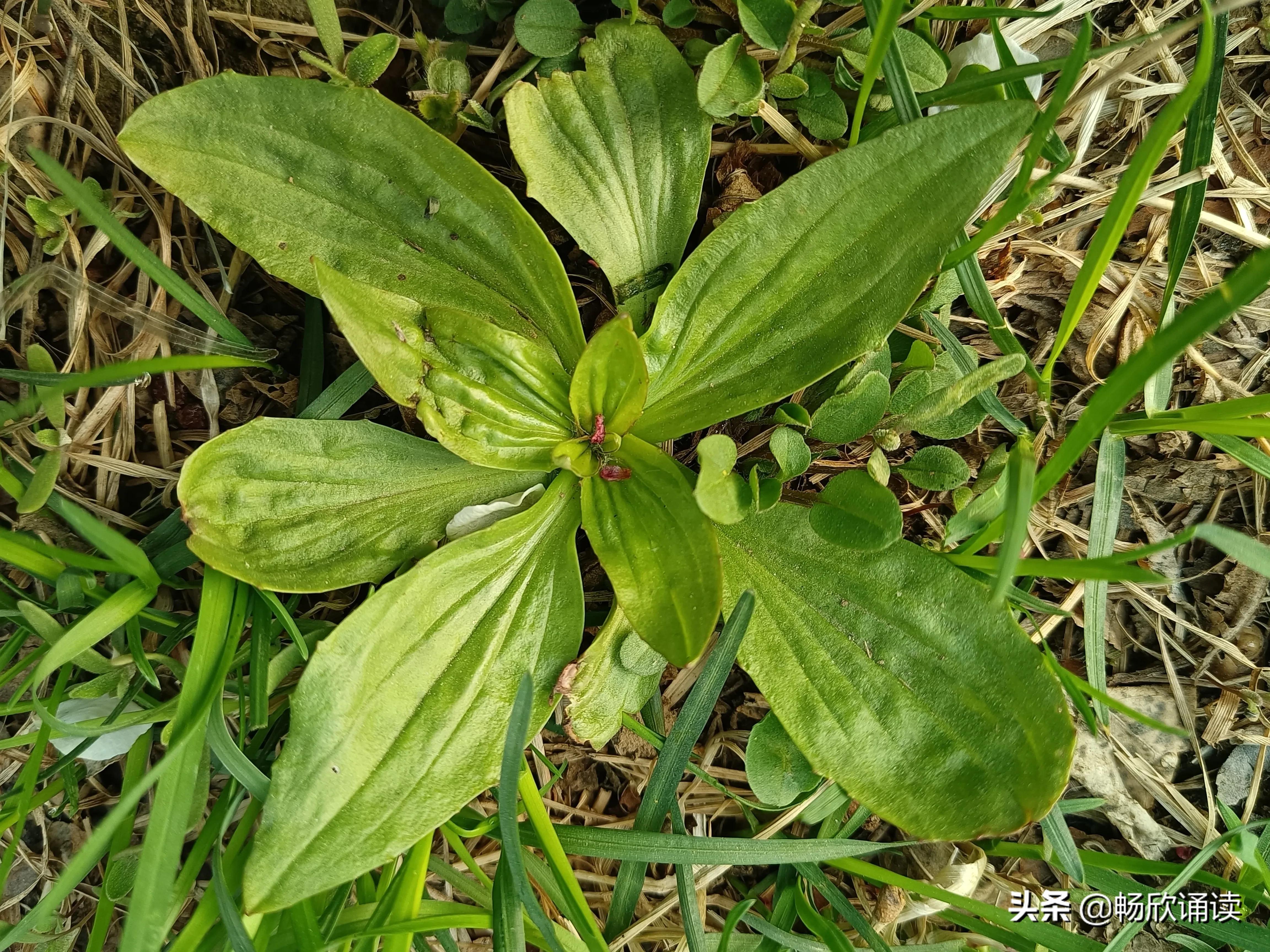 夏至草的作用与功效（春天常见的野菜图鉴）