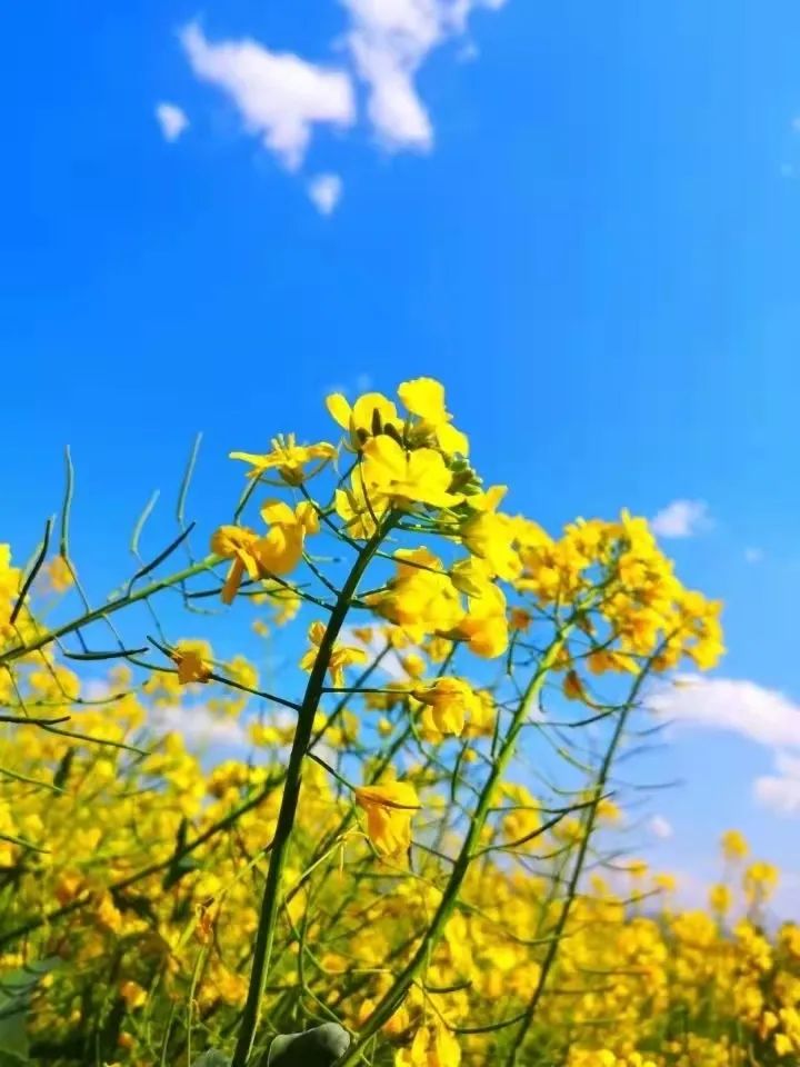 超美！漢中油菜花海美景醉人，快來隔屏感受春天的氣息~