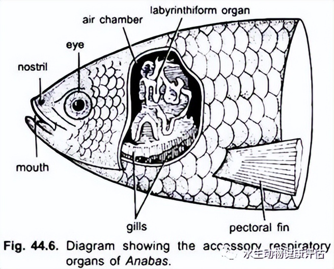 鱼类的呼吸器官除了鳃外，还有辅助器官——鳃上器_养鱼知识_西南渔业网 水花鱼 水产养殖专业网 渔业行业门户网 西南水产网 第一线养鱼网 丰祥