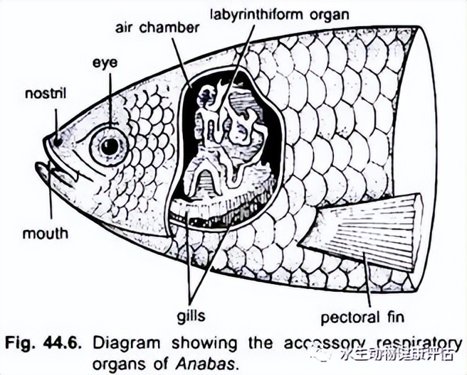 鱼类的呼吸器官除了鳃外，还有其他器官打辅助——鳃上器