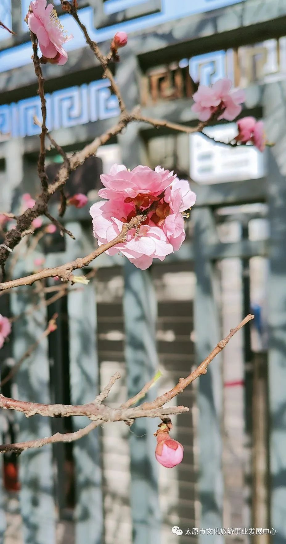 线上展览|“山河春意 锦绣太原——花的世界”主题摄影线上图片展（十二）