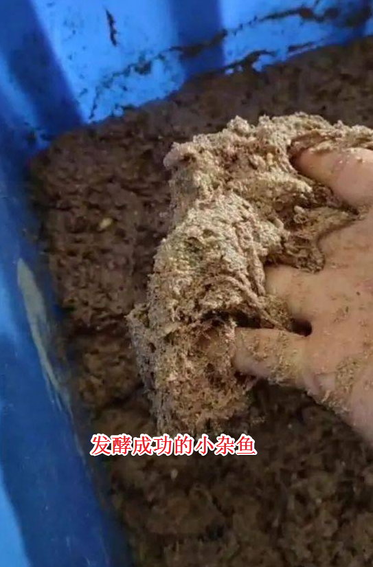 发酵小杂鱼或鱼下脚料成优质蛋白饲料，一年能省下很多饲料费