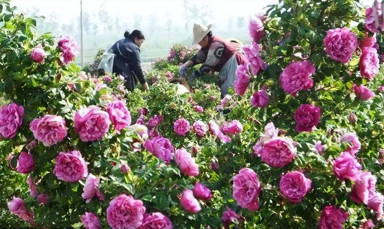 花开河东春来早｜花满闻喜，如画新绛！去看百花盛开的诗和远方！