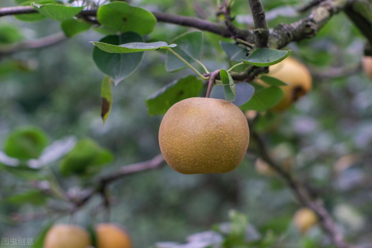 承载着童年美好回忆的那棵梨树