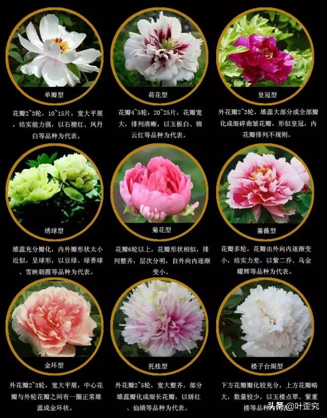 中国十大名花，您都知道吗？