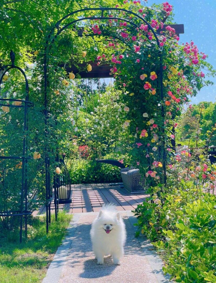 是女明星也是“菜农”！柳岩吃过刘亦菲种的茄子，张馨予家有农场