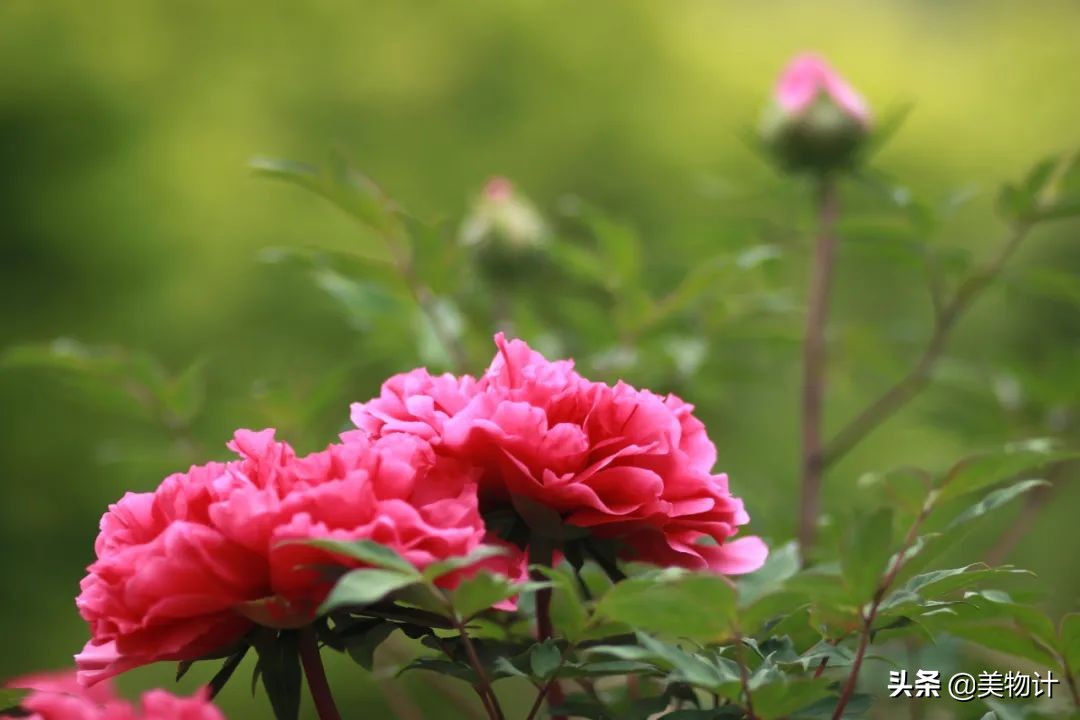 人间富贵花，自贵才芬芳