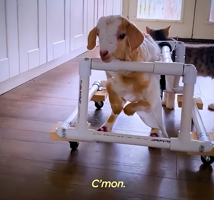 黑羊模仿人类走路还要「吃鸡」?恐怖故事又有新素材了