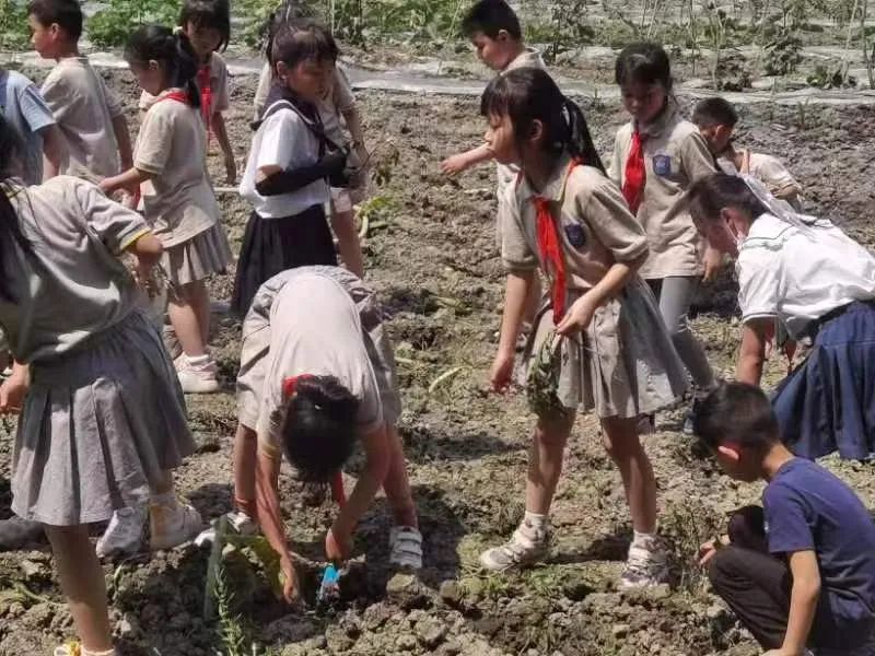 争做小小劳动者｜实验小学外国语学校坚持开展丰富的劳动教育课程