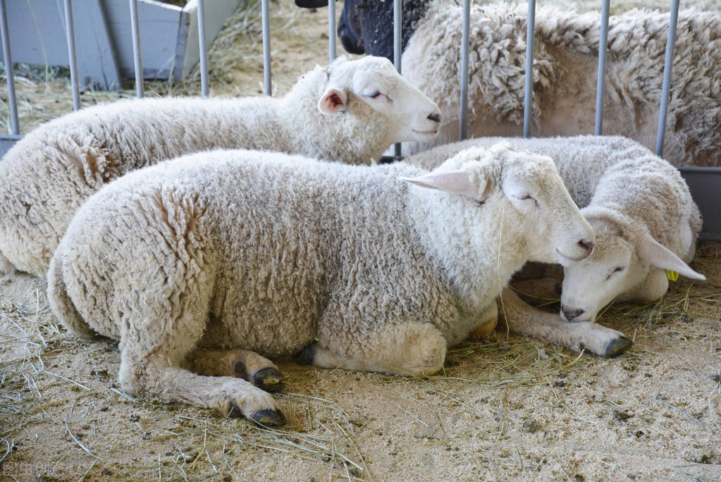 養羊人好消息，全國地區羊價回暖每斤普漲1~1.5元