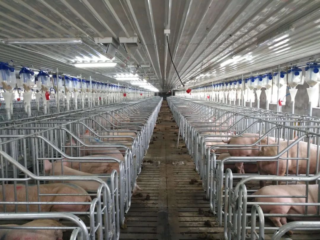 今日高考！大学生养猪曾月薪2万！13家农林类双一流院校喊你来报