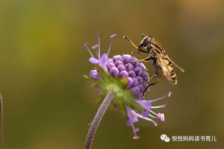 愿你像风筝一样拥有广阔的天空