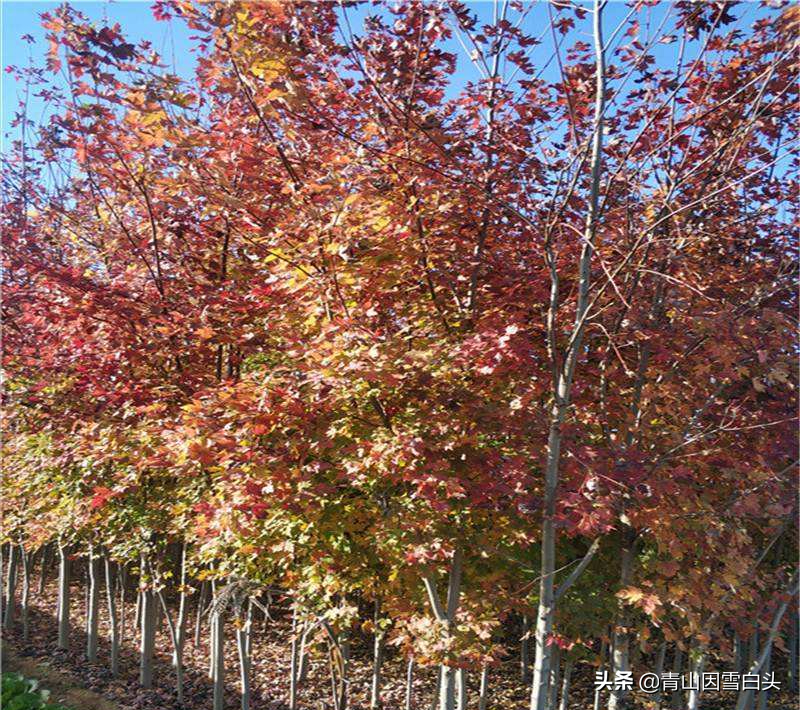 在农村种植什么树最有价值，红枫树什么时候种植最佳？
